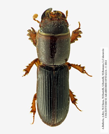 Trypocopris vernalis fauveli, maschio